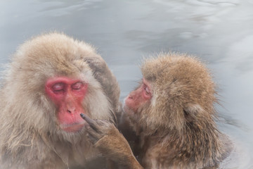 温泉を楽しむおさるさん the monkey of the hot spring