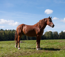 Fototapeta premium Dark bay horse in a meadow