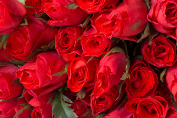 red rose flower background