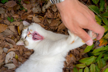 強く拒否する感じののらねこ