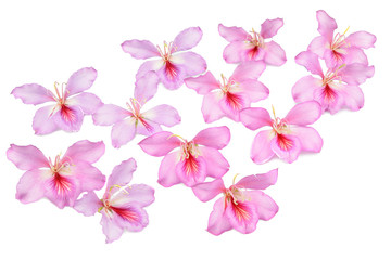 Fototapeta na wymiar bauhinia flowers