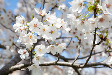 Obraz premium 桜の花