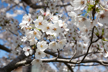 桜
