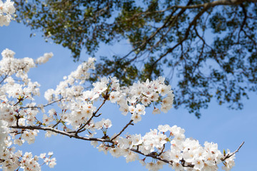 Obraz premium 桜 