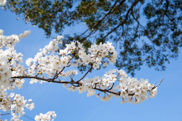 桜と空