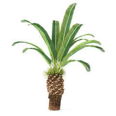 Palm tree isolated. Phoenix canariensis