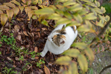 散策する感じののらねこ