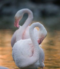 Two flamingos