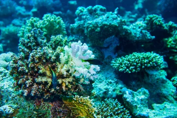 Fotobehang Duiken Groep koraalvissenwater.