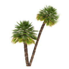 Palm tree isolated. Chamaerops humilis