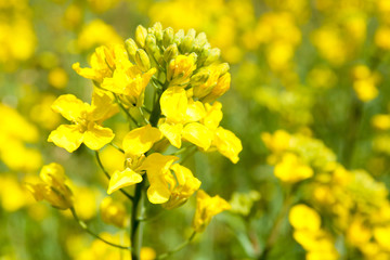 菜の花