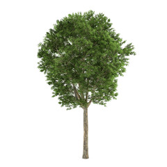 Fototapeta na wymiar Tree isolated. Fraxinus