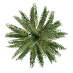Palm tree isolated. Jubaea chilensis top view