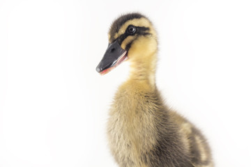 American Pekin Duckling