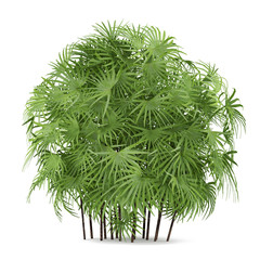 Palm plant bush isolated. Rhapis excelsa