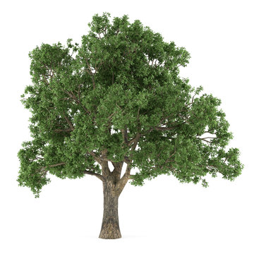 Tree isolated. Quercus