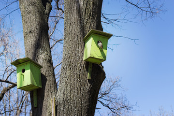 The birdhouse sits Sparrow