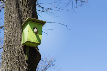 The birdhouse sits Sparrow