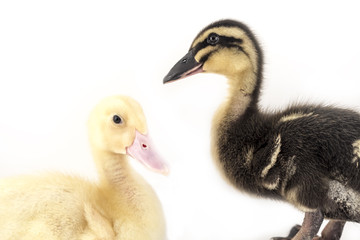 American Pekin Duckling