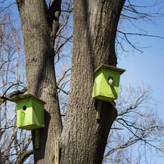 The birdhouse sits Sparrow