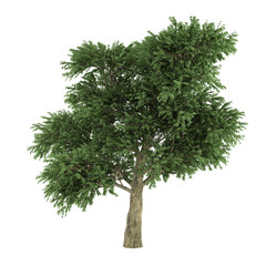 Obraz premium Tree isolated. Arbutus menziesii