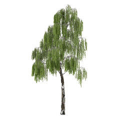 Obraz premium Tree isolated. Betula birch