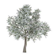 Fototapeta premium Blossoming tree with white flowers. Pyrus.
