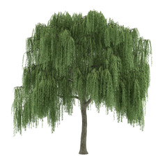 Tree isolated. Salix willow © Flash Vector