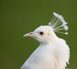 White peacock portrait
