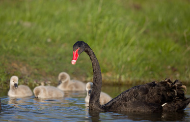Black swan family