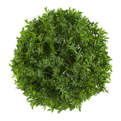 Plant bush isolated. Cleyera top