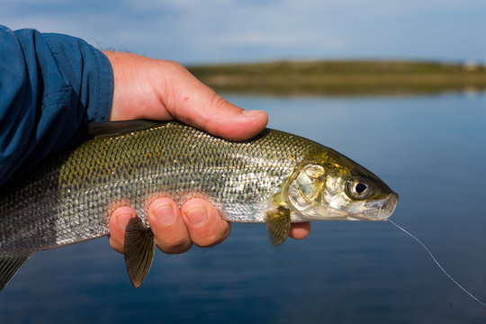 man's hands holding whitefish