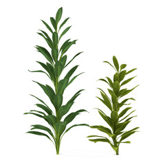 Palm plant tree isolated. Cordyline glauca