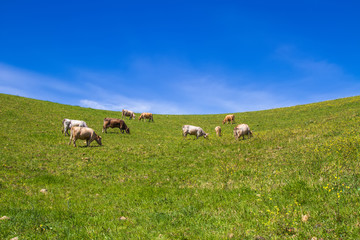 Fototapeta na wymiar Herd of cows at summer green field in sicily