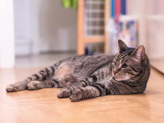Getigerter Kater liegt entspannt auf dem Boden