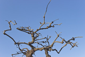 Dry tree branches over blue sky