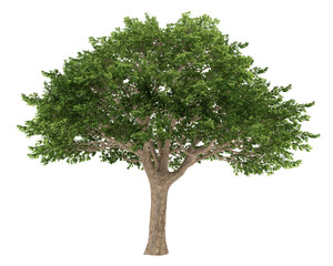 Tree isolated. Schinus terebinthifolius