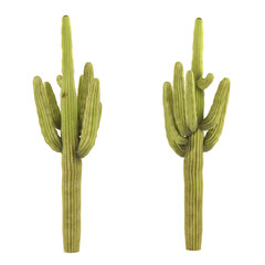 Plant isolated. Carnegiea gigantea cactus © Flash Vector