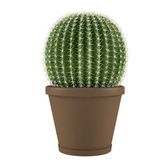 Plant isolated. Cactus grusoni in a pot