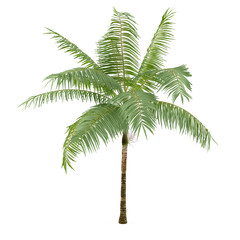 Palm plant tree isolated. Dictyosperma album