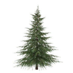 Fototapeta premium Tree isolated. Picea fir-tree