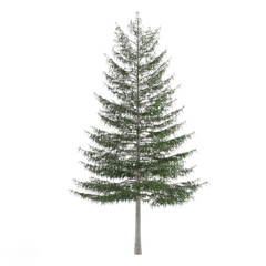 Pine tree isolated. Larix decidua