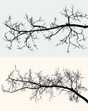 silhouettes of the tree branches