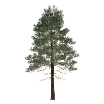 Tree pine isolated. Pinus