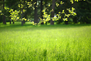 Linden branch on a background of green nature