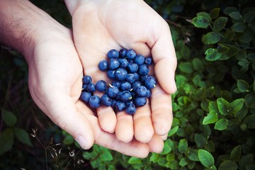 Man with handful of freshly picked organic blueberries