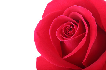red rose flower with beautiful petals shape heart