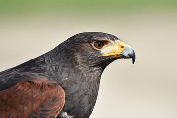 Harris hawk (Parabuteo unicinctus)