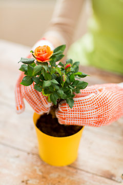close up of woman hands planting roses in pot