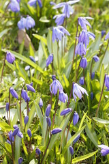 blue flowers